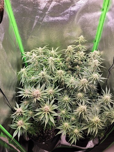Growreport Bild 10