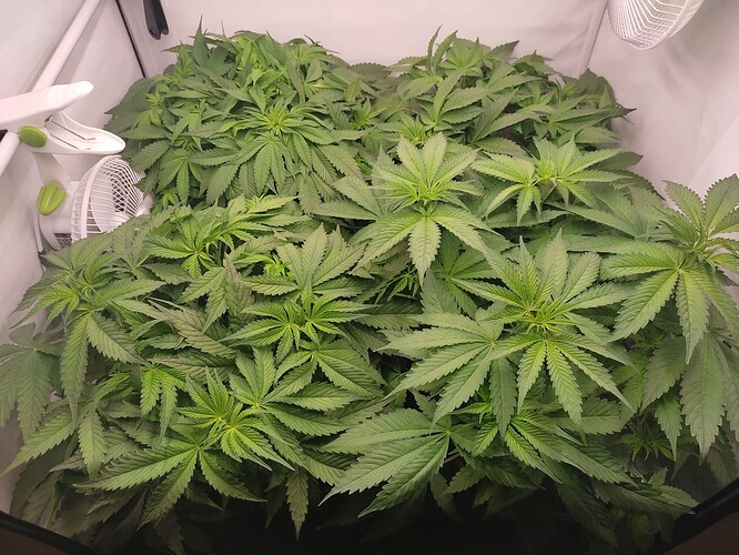 Growreport Bild 5