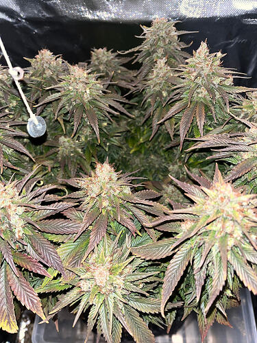 Growreport Bild 3