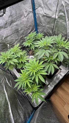 Growreport Bild 5