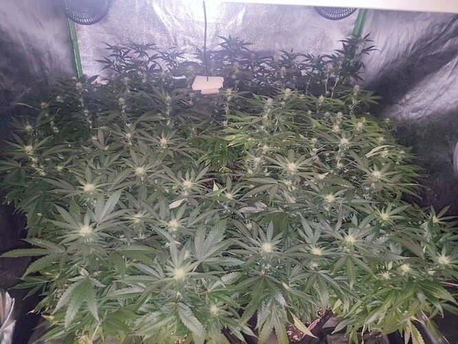 Growreport Bild 22
