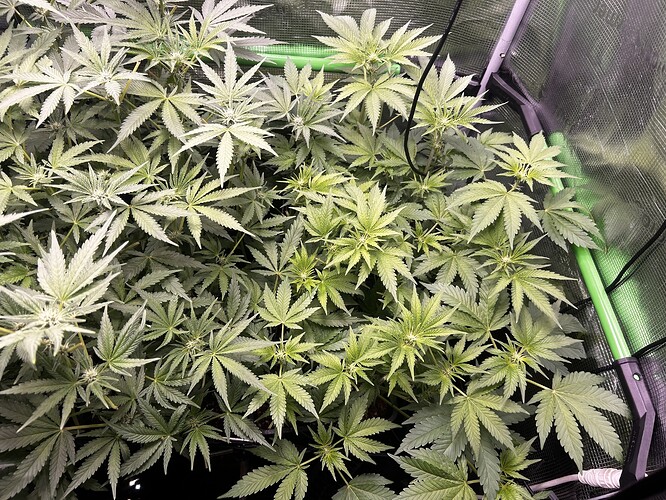 Growreport Bild 50