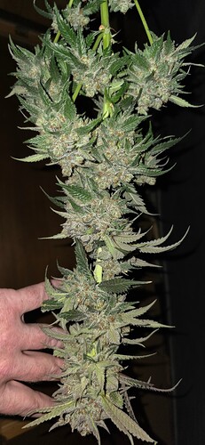 Growreport Bild 51