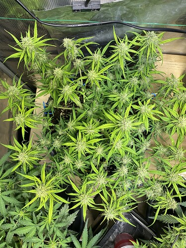 Growreport Bild 7