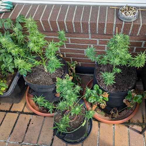 PXL_20240714_082004468.MP~2