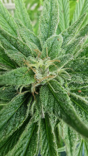 Growreport Bild 4