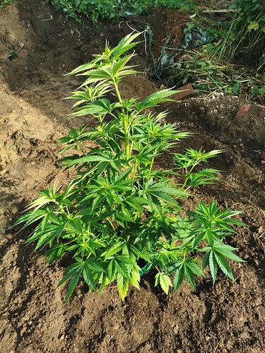 Growreport Bild 4