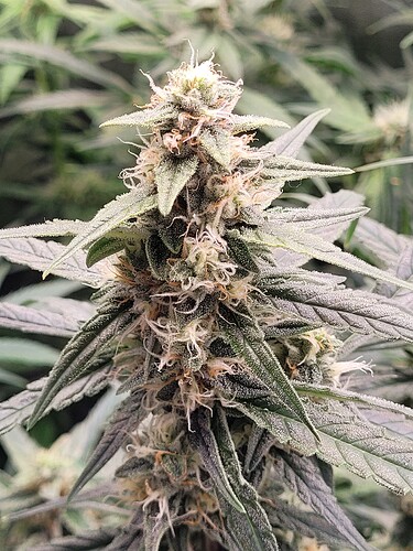 Growreport Bild 24