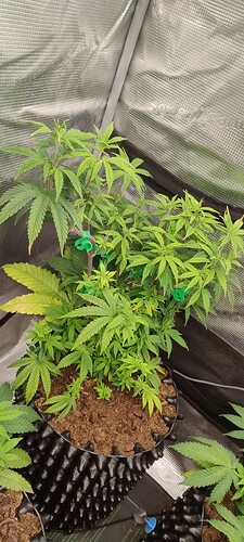 IMG_20251019_210127637