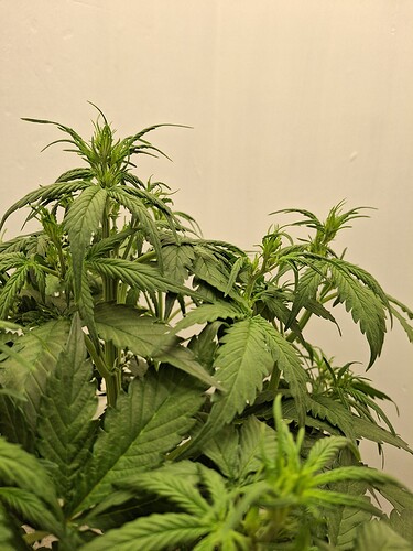 Growreport Bild 72