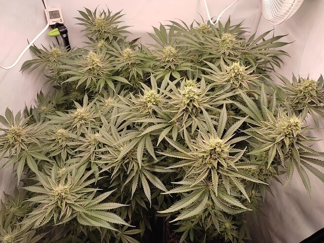 Growreport Bild 9