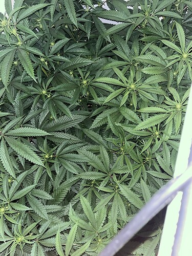 Growreport Bild 12