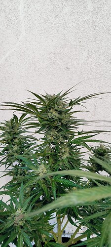 Growreport Bild 2