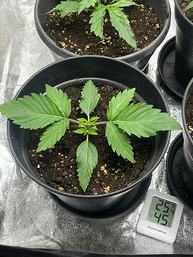 Growreport Bild 2