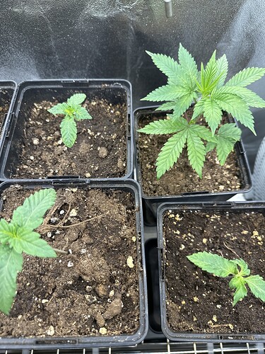 Growreport Bild 7