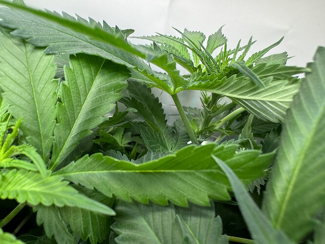 Growreport Bild 2