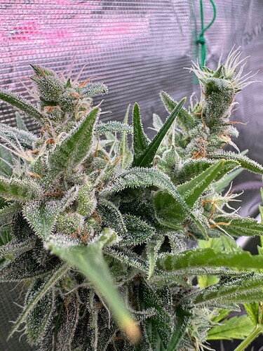 Growreport Bild 33