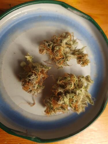 Growreport Bild 16