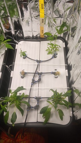 Screenshot_20250315_181333