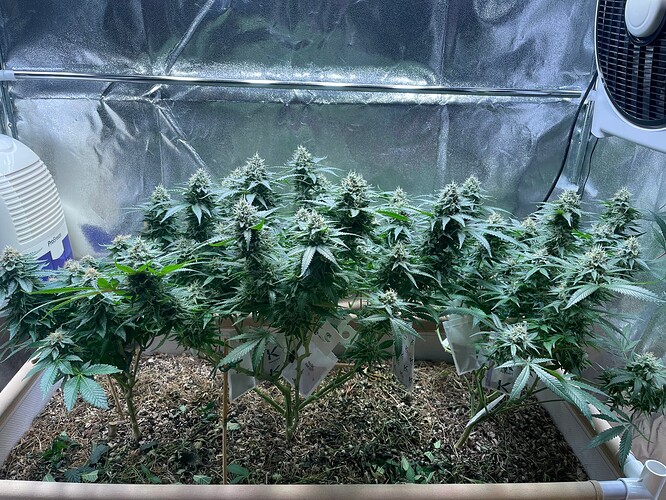 Growreport Bild 7