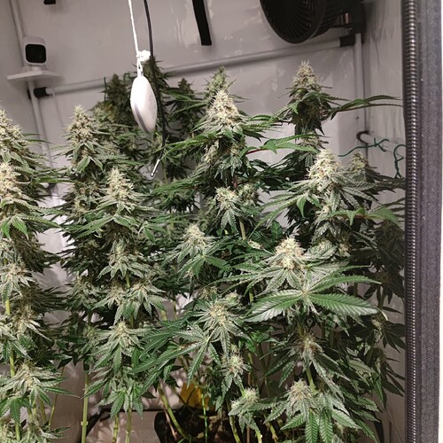 Growreport Bild 14