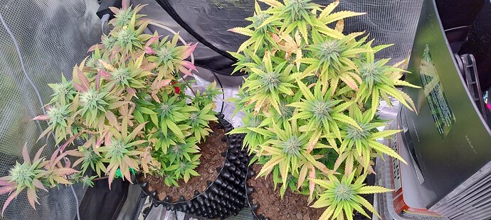 IMG_20251204_202636252_HDR