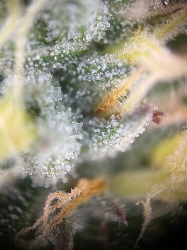 Growreport Bild 27