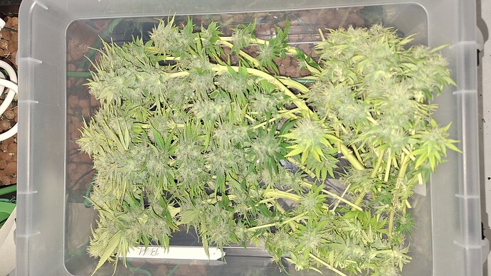 1st. Grow Biscotti Mintz, Dos si dos 33 von Barney let's Grow!