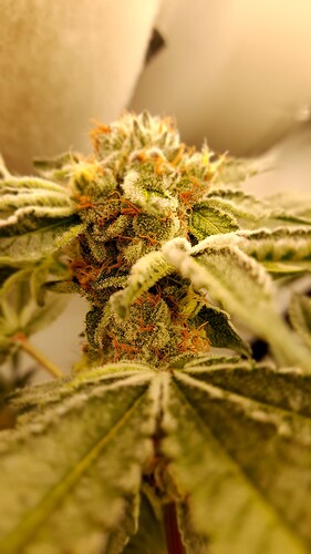 Growreport Bild 8