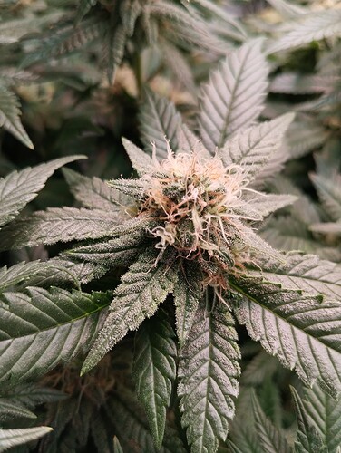 IMG_20250218_094649 - Kopie