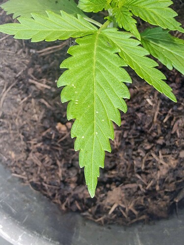 Growreport Bild 9