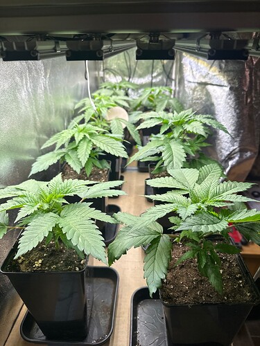 Growreport Bild 2