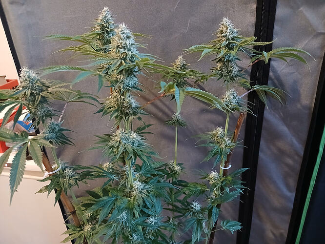 Growreport Bild 3