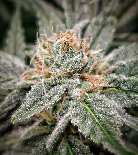 Growreport Bild 11