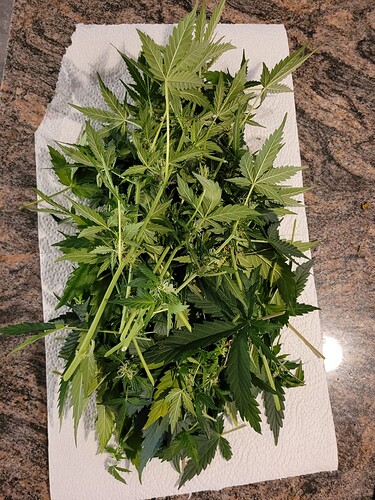 Growreport Bild 6