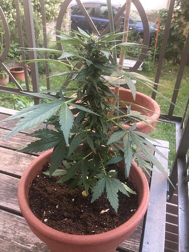 Jacky10_Fr-day52