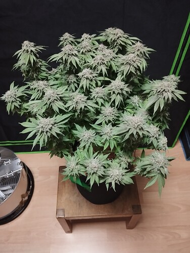 IMG_20250311_203138 - Kopie