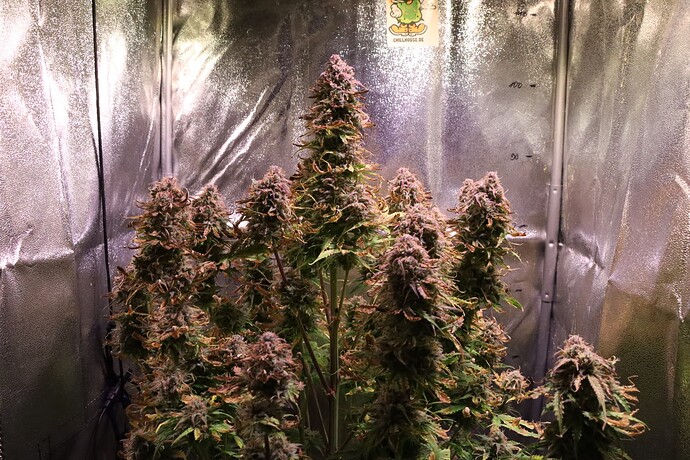 Growreport Bild 16