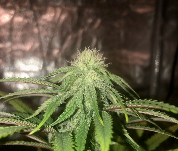Growreport Bild 3
