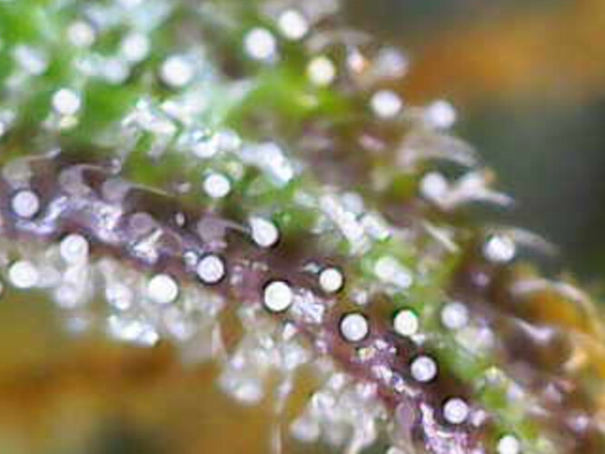 Image_2025-01-08 16_35_02_245