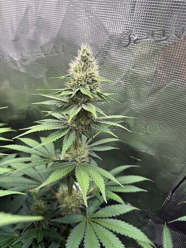 Growreport Bild 2