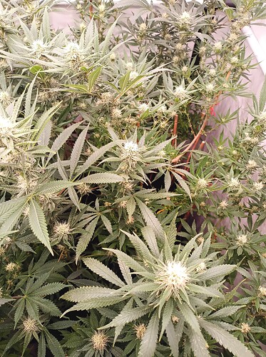 Growreport Bild 48