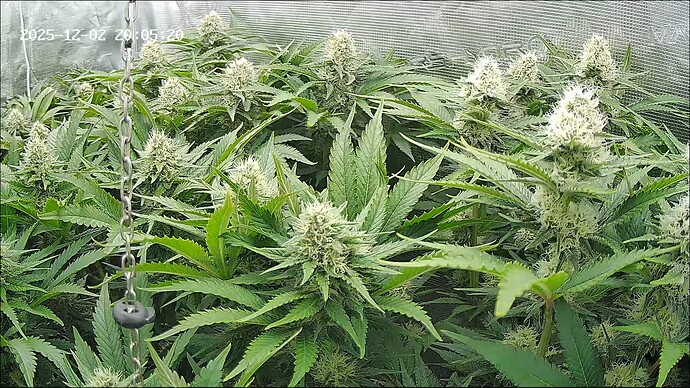 Growreport Bild 3