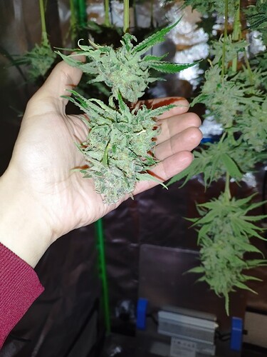 Eine Hand hält zwei reife Cannabis-Buds, die von der Decke hängen. Im Hintergrund sind weitere Buds und eine Grow-Box zu sehen.
