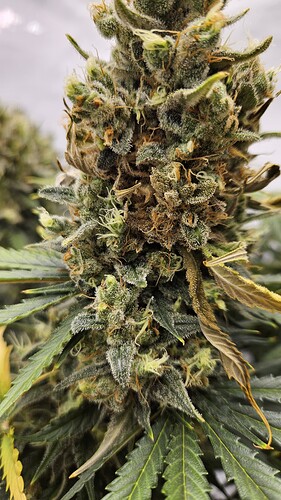 Growreport Bild 3