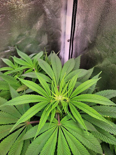 Growreport Bild 5