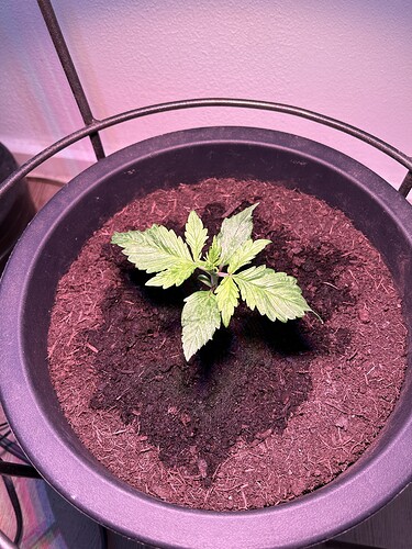 Growreport Bild 3