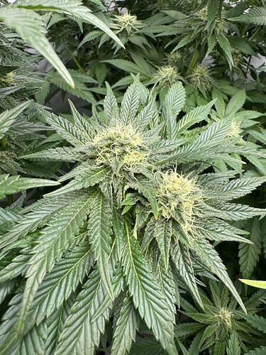 Growreport Bild 3