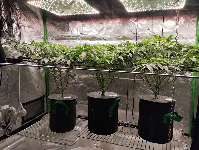 Growreport Bild 6