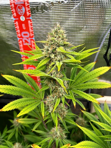 Growreport Bild 14